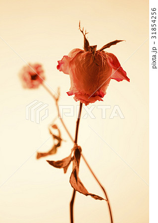 ドライフラワー 室内 バラ 31854256