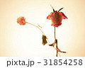 ドライフラワー バラ 静物 31854258