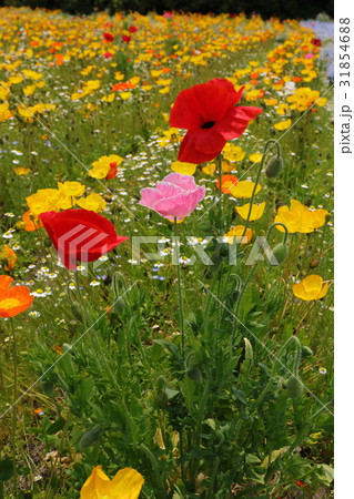 ポピー ポピー 31854688