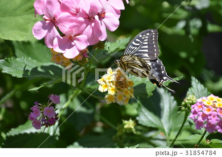 揚羽蝶と花 揚羽蝶と花 31854784