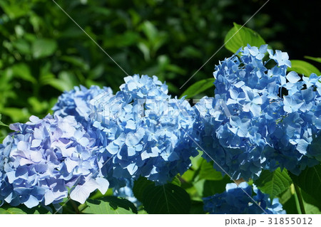 アジサイ類 青色花 04 アジサイ類 青色花 04 31855012