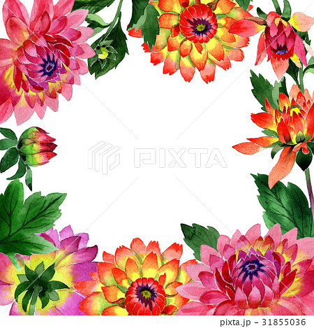 Wildflower dahlia flower frame in a watercolor Wildflower dahlia flower frame in a watercolor 31855036