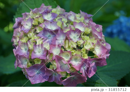 アジサイ仲間 紫黄色 オレンジ色 06 アジサイ仲間 紫黄色 オレンジ色 06 31855712