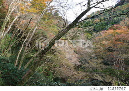 箕面の紅葉 箕面の紅葉 31855767