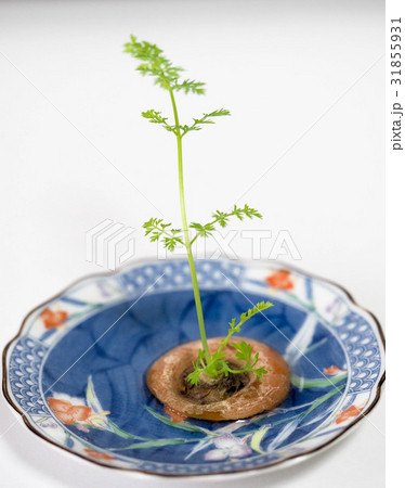人参の新芽 人参の新芽 31855931
