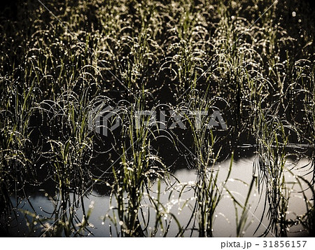 ricefield/Minamiuonuma,Niigata 31856157