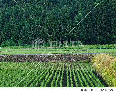 ricefield/Minamiuonuma,Niigata 31856159