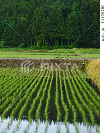 ricefield/Minamiuonuma,Niigata ricefield/Minamiuonuma,Niigata 31856160