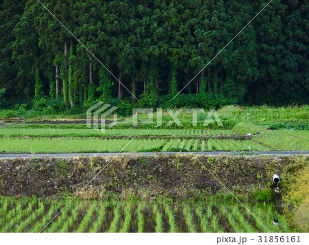ricefield/Minamiuonuma,Niigata 31856161