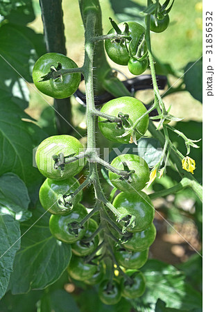 成長中のミニトマト 31856532