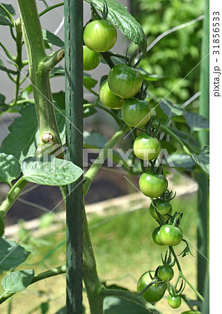 成長中のトマト 31856533