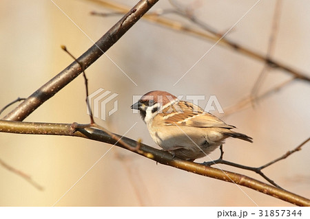Eurasian Tree Sparrow (Passer montanus) Eurasian Tree Sparrow (Passer montanus) 31857344