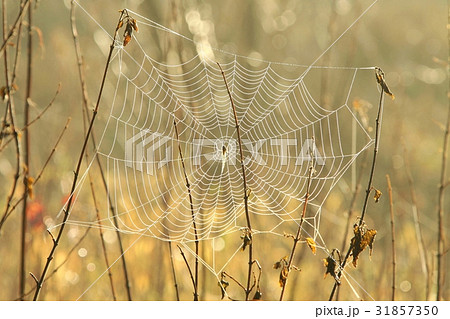 Spider web on a meadow at dawn Spider web on a meadow at dawn 31857350