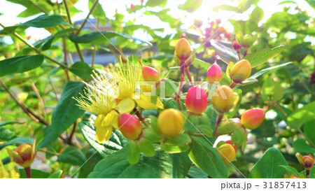 ヒペリカム ヒペリカム 31857413