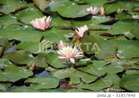 水連の花 水連の花 31857640
