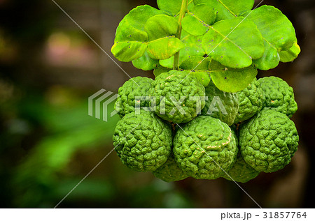Bergamot on Tree 31857764