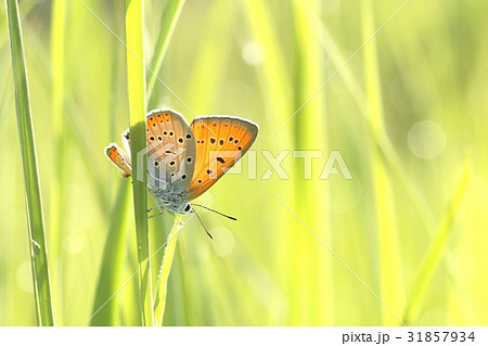 Close-up of butterfly in the grass in the morning 31857934