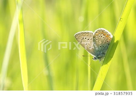 Butterfly on a spring meadow in the sunshine Butterfly on a spring meadow in the sunshine 31857935