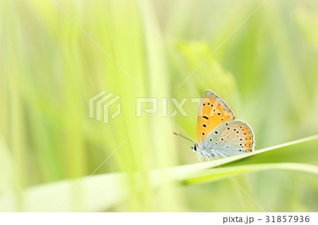 Butterfly on a spring meadow in the sunshine 31857936