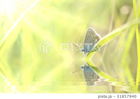 Butterfly on a spring meadow in the sunshine Butterfly on a spring meadow in the sunshine 31857940