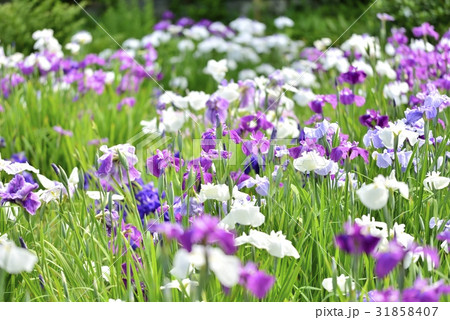 諸戸氏庭園の菖蒲池(三重県桑名市) 諸戸氏庭園の菖蒲池(三重県桑名市) 31858407