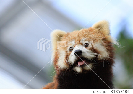 レッサーパンダ 31858506