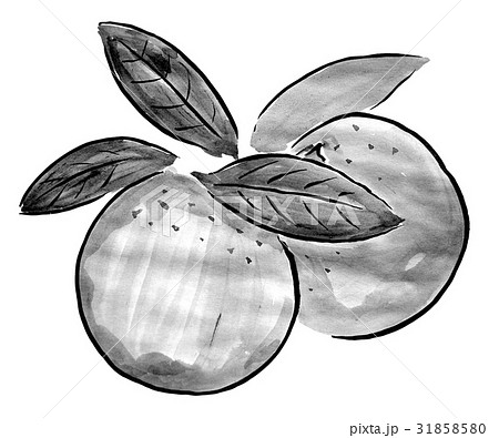 オレンジ ＜水墨画のくだもの＞のイラスト素材 [31858580] - PIXTA