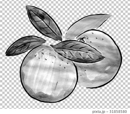 オレンジ ＜水墨画のくだもの＞のイラスト素材 [31858580] - PIXTA