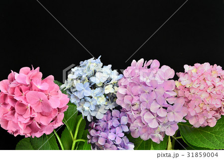 黒背景の紫陽花の写真素材