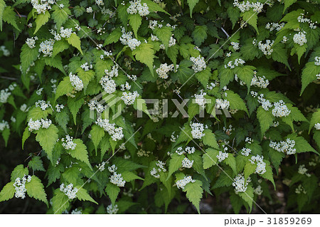 コゴメウツギの花 31859269