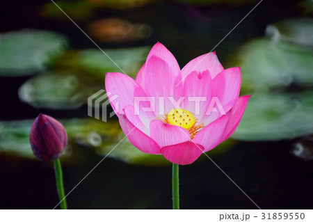 蓮の花 蓮の花 31859550