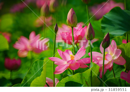 蓮の花 蓮の花 31859551