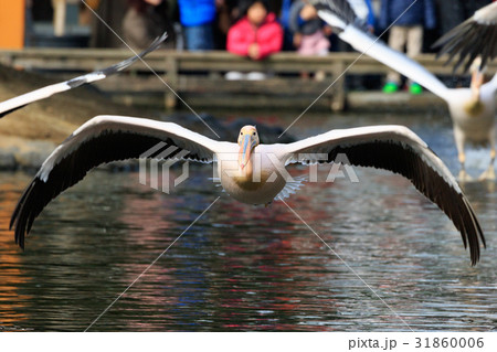 モモイロペリカン モモイロペリカン 31860006