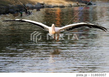 モモイロペリカン モモイロペリカン 31860007