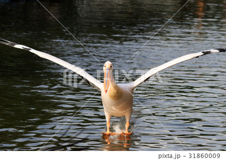 モモイロペリカン 31860009