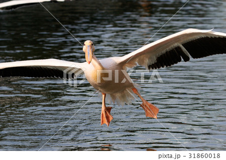 モモイロペリカン モモイロペリカン 31860018