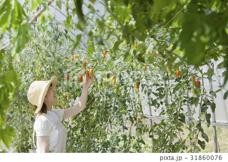 トマト農家 31860076
