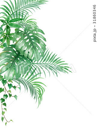 熱帯植物の暑中見舞いハガキ素材のイラスト素材
