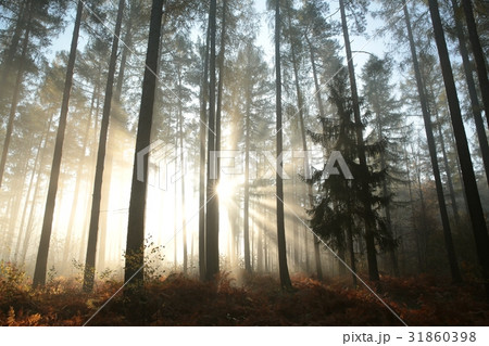 Coniferous forest on a foggy autumn morning 31860398