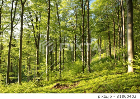 Spring beech forest at dawn 31860402