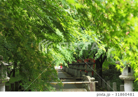高山寺の新緑の参道 31860481
