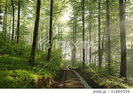 Spring beech forest after rainfall 31860509