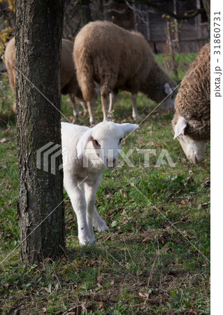 Shy lamb Shy lamb 31860731