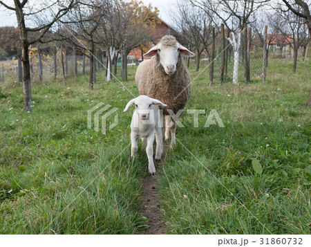 Lamb and sheep Lamb and sheep 31860732