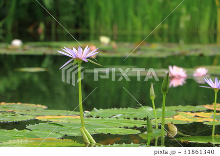 スイレンのお花 31861340