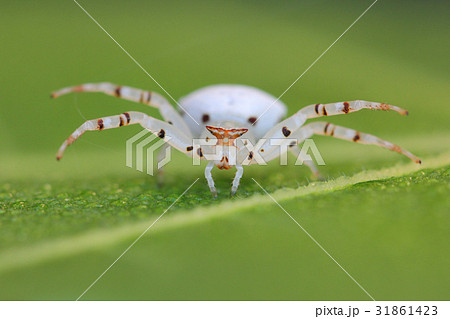 アズチグモ 安土蜘蛛 白い 蜘蛛 の写真素材