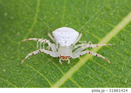 アズチグモ　安土蜘蛛 31861424