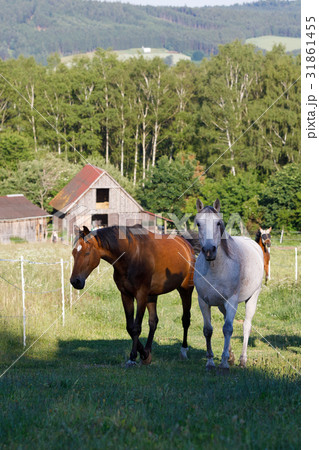 beautiful herd of horses in farm beautiful herd of horses in farm 31861455