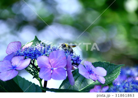ガクアジサイとクマバチ 31861863