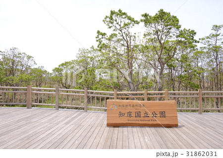 知床 31862031